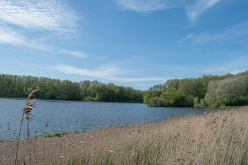 lake in the forest