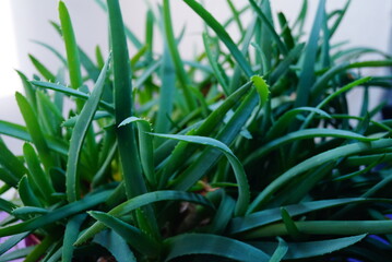 A popular indoor plant for beauty and health is aloe vera.