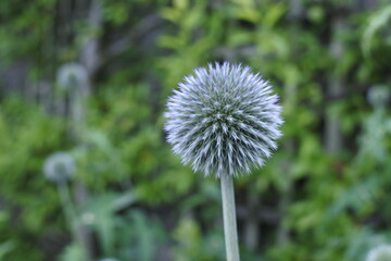 家庭菜園に咲いたネギの花