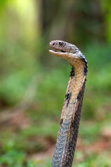 Fototapeta premium The king cobra (Ophiophagus hannah)