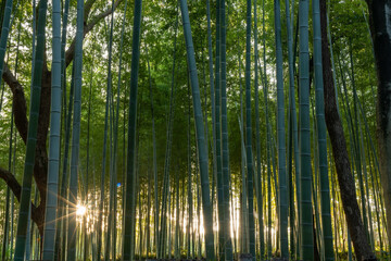 Naklejka premium bamboo forest at sunset