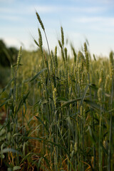 wheat field in the summer