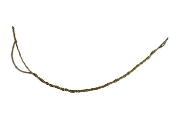 A big tree root overgrown with green moss, isolated on white background with clipping path included. Floral Desaign. HD Image and Large Resolution. can be used as wallpaper