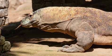 Komodo dragon