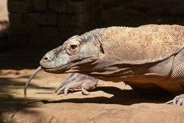 Komodo dragon