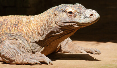 Komodo dragon