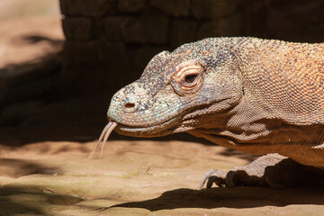 Komodo dragon