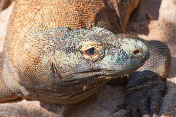 Komodo dragon
