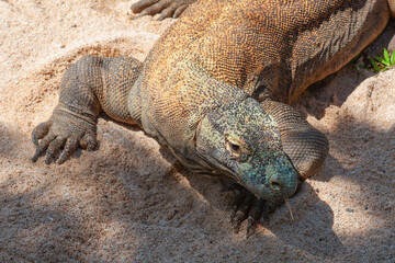 Komodo dragon