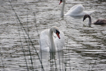 swans swimming at lake