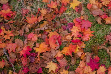 紅葉した楓の落葉