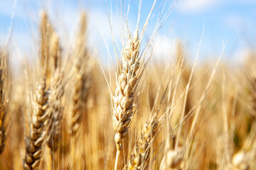 Gold wheat field and blue sky