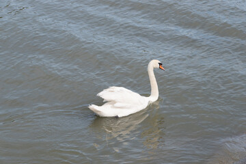 Obraz premium a swan swimming at lake