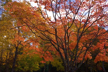 紅葉した楓