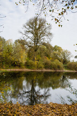 Fototapeta na wymiar Autumn landscape, lake shore, trees with yellowed leaves, sky and clouds