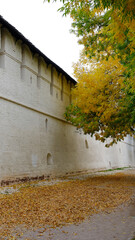 
Branches of trees with yellow foliage