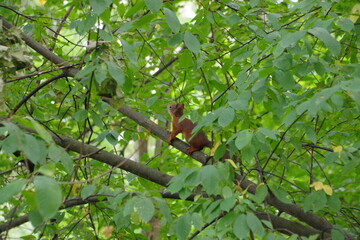 squirrels on tree with green leaves