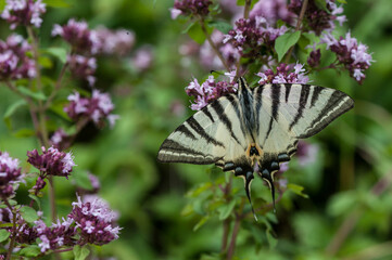 Segelfalter an der Mosel