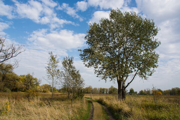 Autumn landscape, yellowed grass in the meadow, country road, trees and sky with clouds