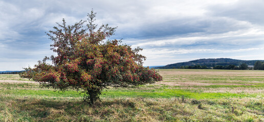 Common hawthorn in rural autumn panorama with cloudy sky. Crataegus monogyna. Alone thorny whitethorn tree with many red haws in landscape with stubble field and Choustnik hill view. Radenin, Czechia.