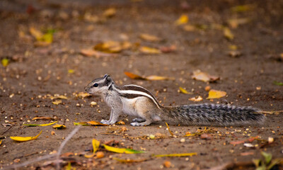 A squirrel sitting in pursuit of his food.