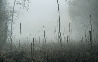Empty, moody autumn swamp on a foggy morning with copy space