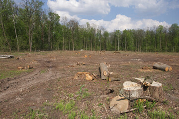 A tree stump at a felling site in the forest. Forest clearing. Wood harvesting.