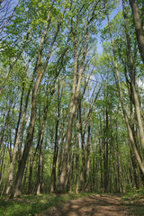 Trees in the spring deciduous forest. Beautiful shady forest.