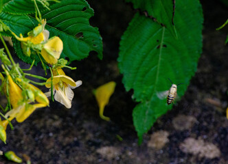 Beautiful flowers  and bees flying around them