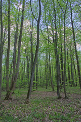 Fototapeta na wymiar Trees in the spring deciduous forest. Beautiful shady forest.