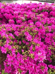 pink flowers in the garden