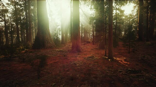 Loop Giant Sequoia Trees at summertime in Sequoia National Park, California