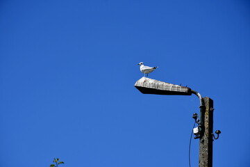 A close up on a single white seagull sitting on top of a small rustic lamp post attached to a concrete pole with a deep blue summer sky behind the bird seen on a sunny summer day in Poland