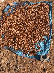 Moroccan argan seeds prepared for oil production in Tafraout, Morocco