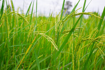 The ears of unripe rice and green rice leaves, green rice fields.