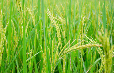 The ears of unripe rice and green rice leaves, green rice fields.
