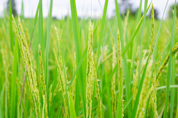 The ears of unripe rice and green rice leaves, green rice fields.