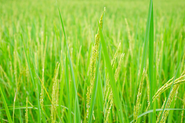 The ears of unripe rice and green rice leaves, green rice fields.