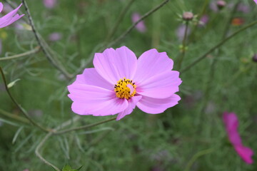 Obraz premium コスモス