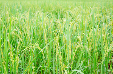 The ears of unripe rice and green rice leaves, green rice fields.