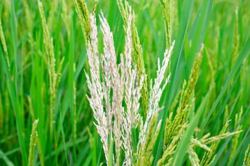 Some ears of rice that have been diseased Is the cause of incomplete seeds