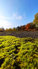 Naklejka premium autumn landscape with grass