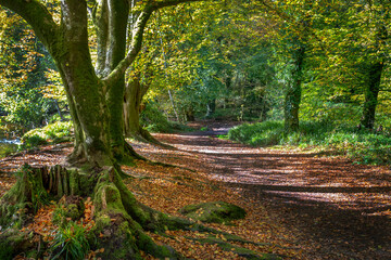 autumn woodland scene golitha falls  Cornwall