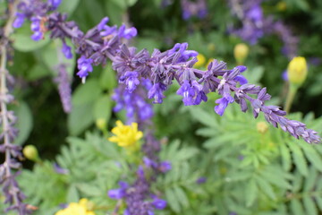 花