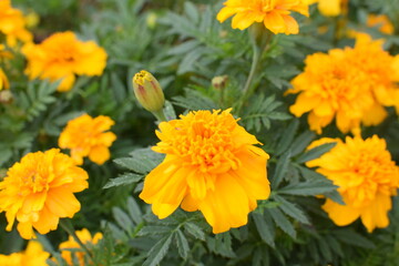 マリーゴールド