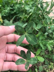 hand holding a 4-leaf clover