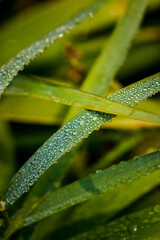 dewy grass in autumn outside