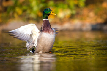 mallard duck portrait in pond