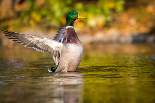 Mallard Duck Portrait In Pond