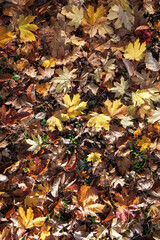 Brown, yellow, orange and maroon Autumn leaves on the forrest floor 